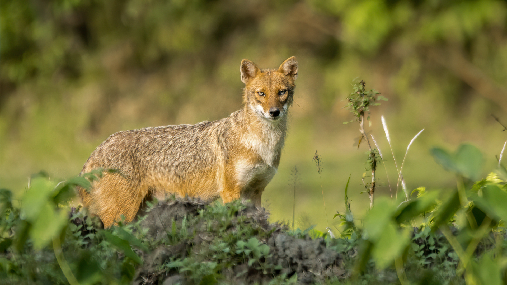 Golden jackal photographed at Mangaldai, Darrang, Assam